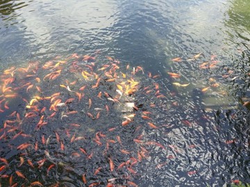 金魚