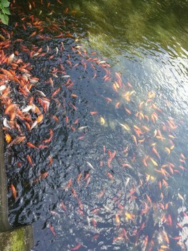 金魚