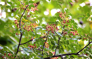 紅花椒