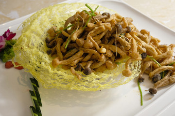 干煸茶樹(shù)菇