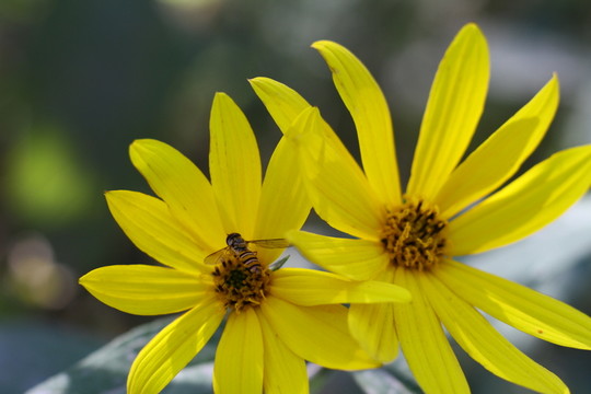 地環(huán)兒花