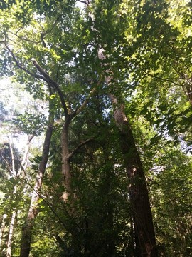 山間小道