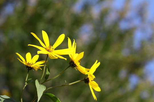 地環(huán)兒花