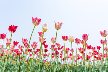 郁金香花田