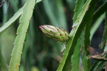 火龍果花