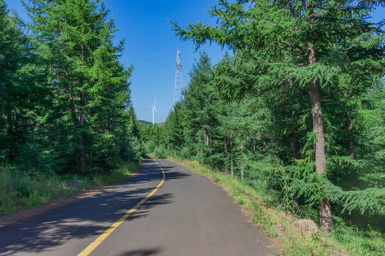 森林道路