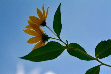地環(huán)兒花