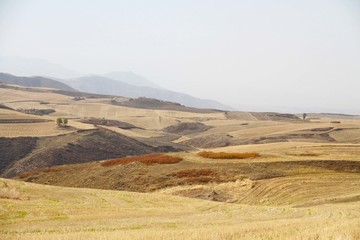 萬(wàn)畝麥田