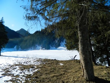 新疆雪松