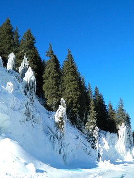 挺拔的雪松