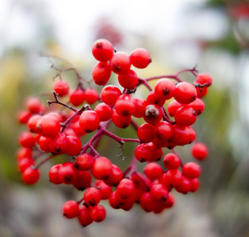 紅色果實