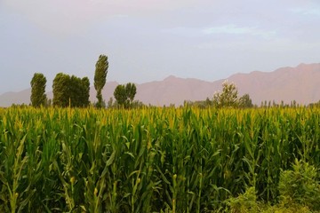 鄉(xiāng)村美景