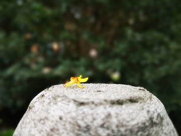 黃色的欒樹花