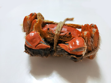 高清大閘蟹