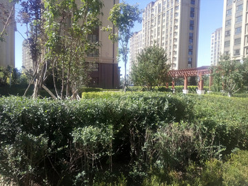 小區(qū)綠化