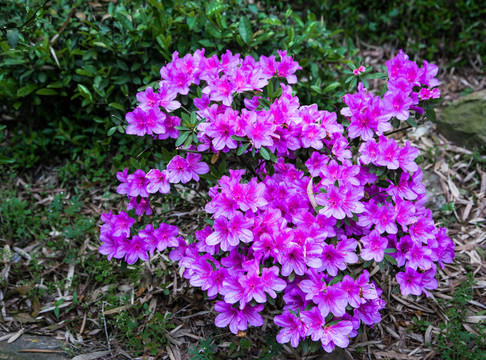 杜鵑花