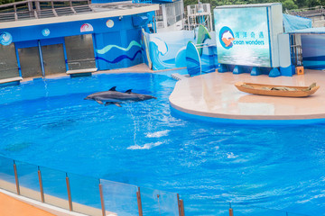 海洋公園海豚表演