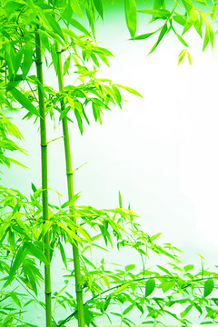 綠竹