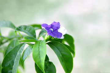 雙色茉莉