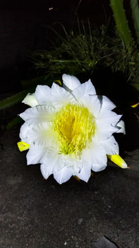 火龍果花