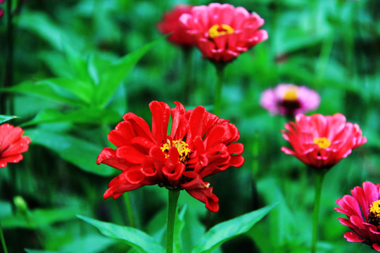百日菊