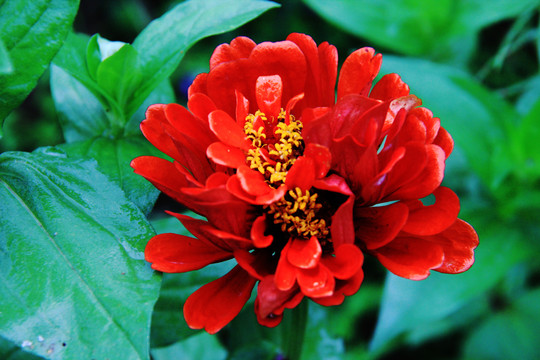 百日菊