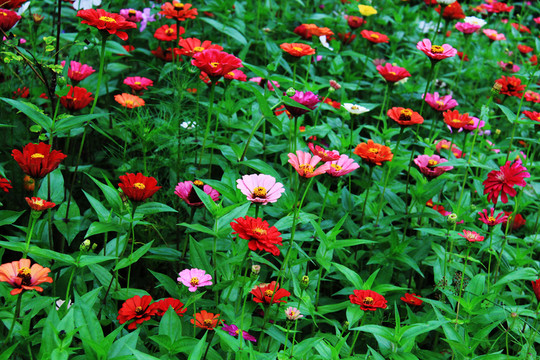 百日草鮮花盛開(kāi)