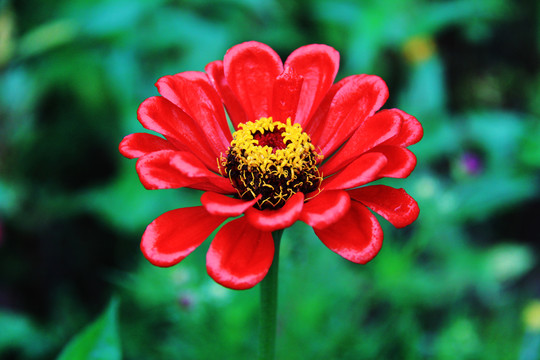 百日菊