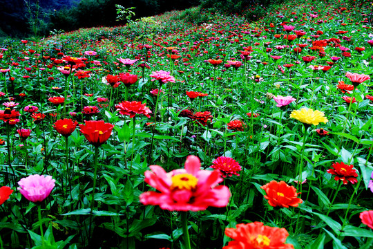 百日草鮮花盛開(kāi)