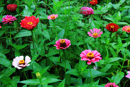 對(duì)葉菊