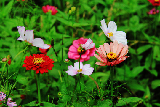 對葉菊