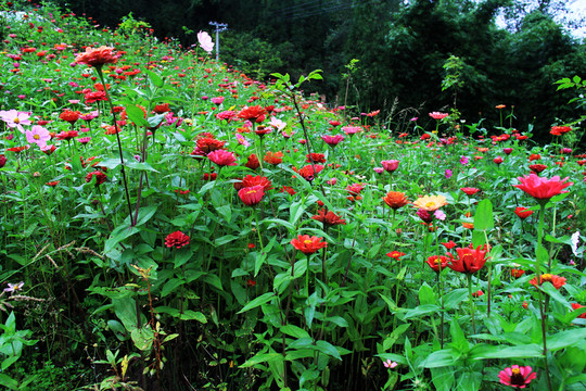 百日草鮮花盛開(kāi)