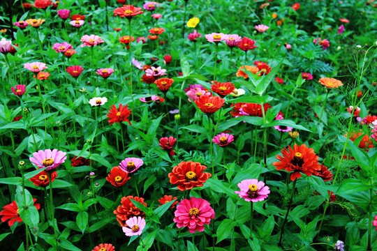 百日草鮮花盛開(kāi)