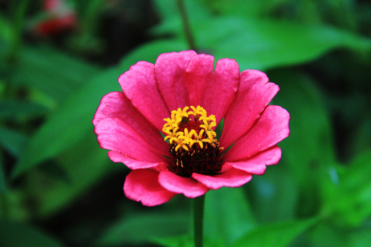 百日菊