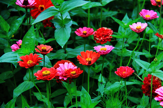 對(duì)葉菊