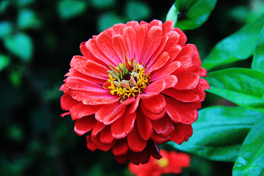 百日菊