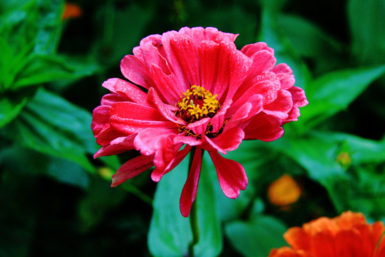 百日菊