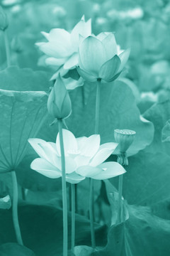玄關(guān)水墨畫