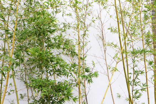 綠竹白墻