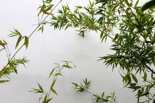竹葉白墻