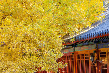 北京大覺寺秋天銀杏