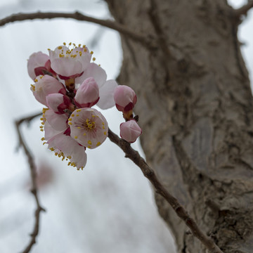 杏花