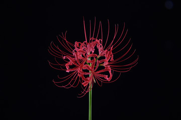 曼珠沙華