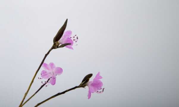 干枝杜鵑花