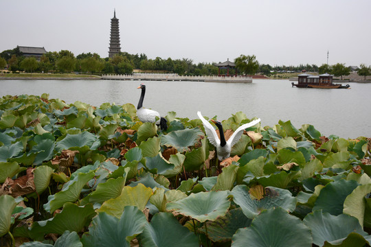 荷花灣