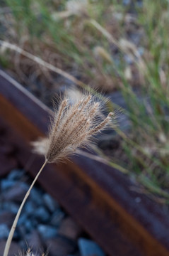 狗尾草