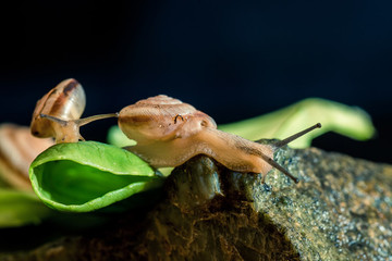 蝸牛
