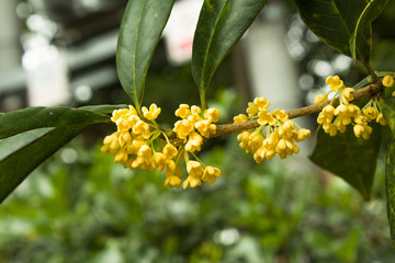 桂花