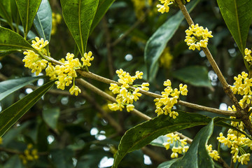 桂花
