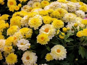 杭菊